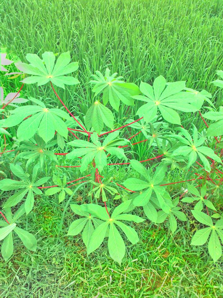 Cassava Leaves.