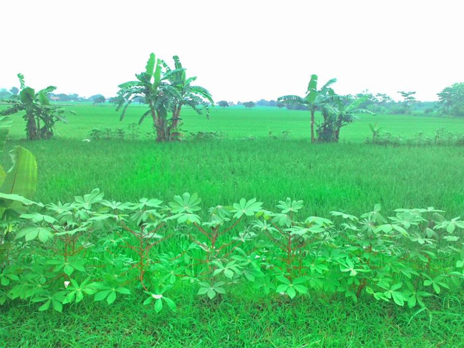 Banana trees, cassava trees, and ricefields, a blend of fresh sight.